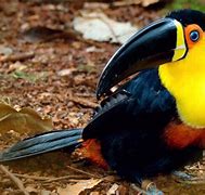 Image result for Toucan Varieties