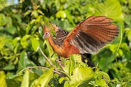 Image result for Habitat for Birds in Guyana