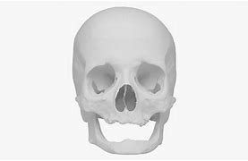 Image result for Real Human Skull 3D Scan