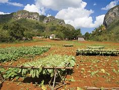 Image result for About Tobacco Plant