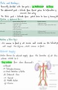 Image result for Abdominal Ureter