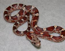 Image result for Biggest Corn Snake