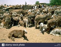 Image result for Sudan Cows