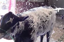 Image result for Shampoo Cow