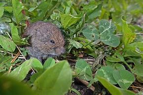 Image result for Newborn Baby Vole