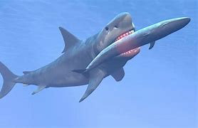 Image result for Whale Shark Meat