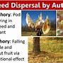 Image result for Mangrove Seed Dispersal