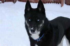 Image result for Pure Black Siberian Husky