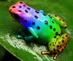 Image result for Rainbow Frog