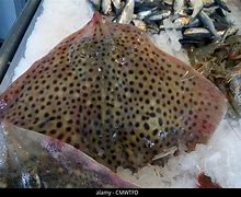 Image result for Ikan Pari Pasar