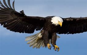 Image result for Bald Headed Eagle