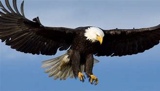 Image result for Bald Eagle Getty Images