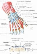 Image result for Dorsal Aspect Wrist