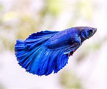 Image result for Purple Betta Fiah