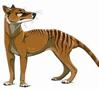 Image result for Thylacine Transparent Background