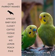 Image result for Parrot