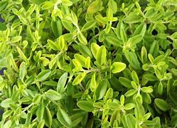 Image result for Thyme Powder