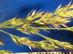 Image result for Calamagrostis Canadensis