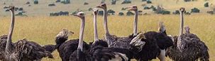 Image result for Ostrich with Wings