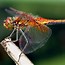 Image result for Dragonfly Fly