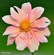 Image result for Apple Blossom Dahlia