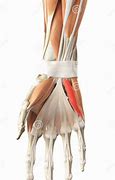 Image result for M Flexor Digiti Minimi Brevis