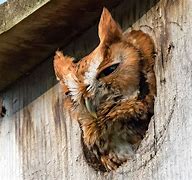 Image result for Barred Owl Nest Box