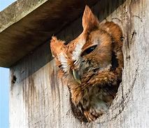 Image result for barred owl nest box camera