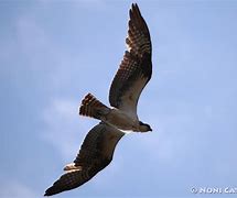 Image result for Osprey Night Flight