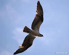 Image result for Adult Osprey Flight