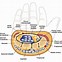 Image result for Structures Under Flexor Retinaculum of Hand