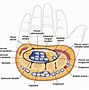 Image result for Flexor Retinaculum of the Hand Function