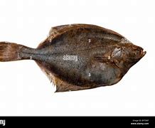 Image result for Old Pictures of Alaskan Flounder