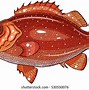 Image result for Rose Fish