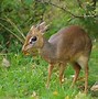 Image result for Kirk's Dik Dik Range