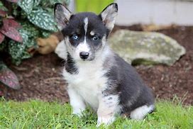 Image result for Welsh Corgi Husky Mix