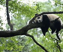 Image result for Chinese Panda Projec