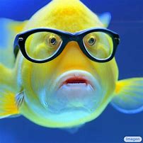 Image result for Spongebob Glasses Fish