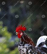 Image result for Malaysia Serama Chicken