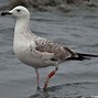 Image result for Caspian Gull