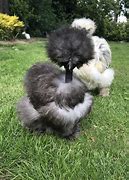 Image result for Cute Silkie Chickens