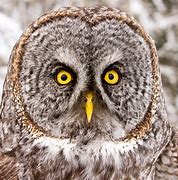 Image result for Owl Eyes Images