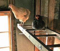 Image result for Chicken Perches for Coops