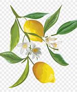 Image result for Lemon Tree with Thorns