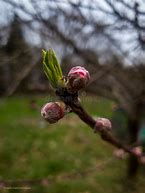 Image result for Identify Peach Tree Buds