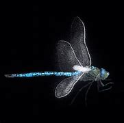 Image result for Dragonfly Fly