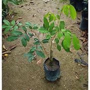 Image result for Pokok Kecil