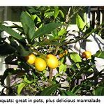 Image result for Cumquat Recipes