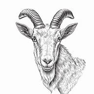 Image result for Cartoon Goat Head Drawing