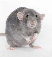 Image result for Russian Blue Rat